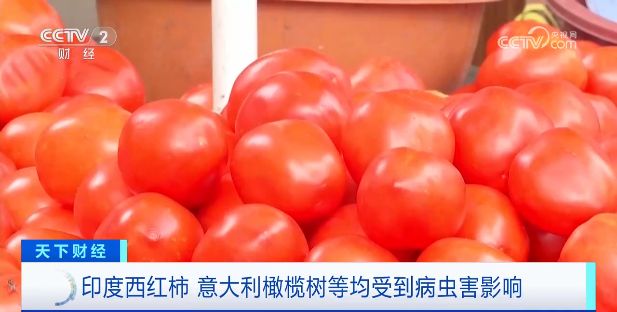 是什么让西红柿价格飙升700%？