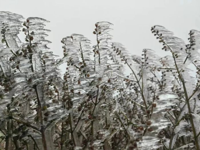 广西“雪景模式”即将开启？最大降雪量、时段可能是→