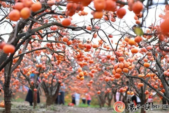 广西2条线路入选全国乡村旅游精品线路！过年打卡攻略请查收